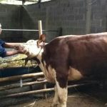 Satgas Temukan 60 Sapi dan 585 Domba Tak Layak Kurban di Bandung