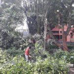 Musim Hujan, Sejumlah Pohon Rawan Tumbang di Kota Bandung Dipangkas