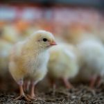 Kesejahteraan Ayam: KFC dan Merek Global Lainnya Tertinggal di Indonesia