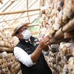 Ridwan Kamil Nilai Prospek Jamur Tiram Besar bagi Ekonomi Rakyat