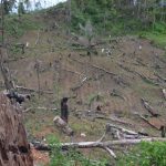 Hutan Garut Gundul, Warga Mengadu ke Gubernur