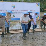 Wagub Jabar Erwan Setiawan Panen Padi Cikawasen, Varietas Unggul asal Ciamis untuk Nasional