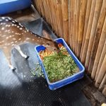 Karyawan Bandung Zoo Patungan Beli Pakan Satwa