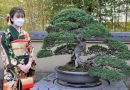 Bonsai dan Politik Historiografi