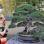 Bonsai dan Politik Historiografi